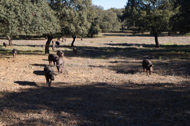 İber domuzları Dehesa 'da ya da tarlada mantar meşe ağacının arkasında ışık ışınlarıyla yemek yiyorlar..