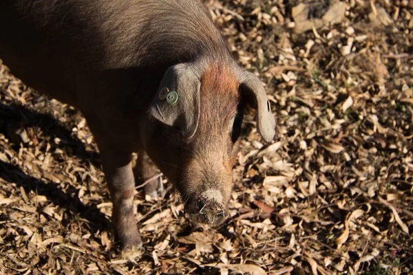 Iberian pig eating in Dehesa or countryside. He is posing for the camera in a nice way. Iberian ham and food concept