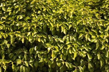 Yeşil yaprakların arkaplanı, doğal bitkinin soyut dokusu