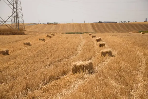 Bales in line on the ground after mowing the wheat field to feed the farmer's cattle. Stubble plot with straw bales under the summer sun. Concept of agriculture and cereals