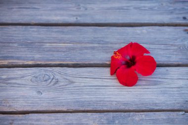 Ahşap arka planda bilimsel adı Hibiscus Syriacus olan kırmızı çiçek. Geçmişi ve dokuları kavra. İlaç fabrikası.