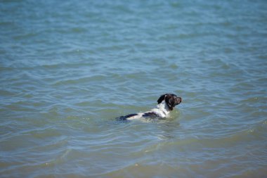 Denizde yüzen siyah beyaz av köpeği. Hayvanlar ve evcil hayvanlar. Uluslararası köpek günü