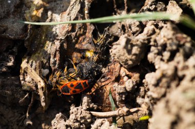 Benzer siyah böcek (Pyrrhocoris apterus, aile - Pyrrhocoridae) yerde sürünür. Zararsız böcekler.