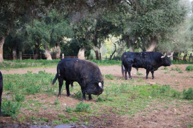 İspanya kırsalında bir grup siyah boğa. Boğa bir sanat ve gelenektir..