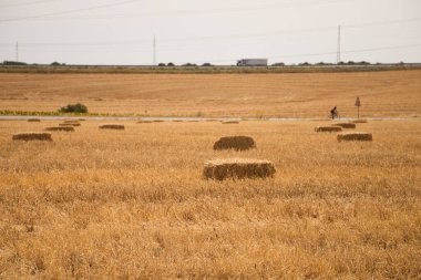 Çiftçilerin sığırlarını beslemek için buğday tarlasını biçtikten sonra bir grup balya. Yaz güneşinin altında yerde saman balyalarıyla sakallı arsa. Tarım ve tahıl kavramı