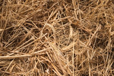 Tarlayı biçmekten kıllı bir buğday kulağı