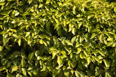 Yeşil yaprakların arkaplanı, doğal bitkinin soyut dokusu