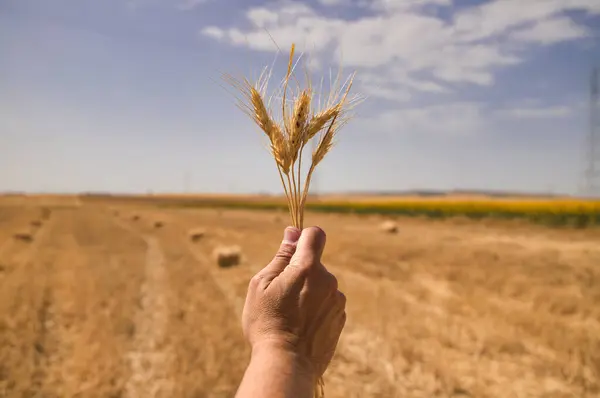 Farmer's hand holding ears of wheat after harvesting. Blue sky and white clouds in the background. Concept of organic agriculture and cereal