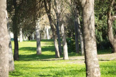 Sonbahar mevsiminde ormandaki ağaçlar.