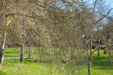 Sonbahar mevsiminde ormandaki ağaçlar.