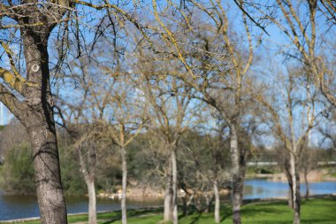 Sonbahar mevsiminde ormandaki ağaçlar.