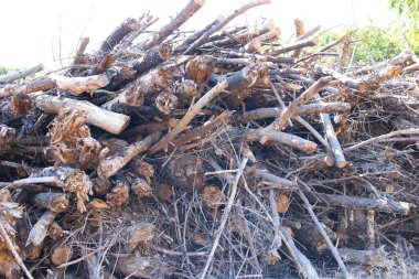 Farklı boyutlarda kesilmiş ve istiflenmiş kütükler. Kesilen tahtadaki halkaları görebilirsin.