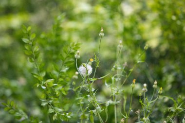 Karahindiba saat veya karahindiba topu (Taraxacum officinale) yakında rüzgarda dağılacak tohumlarla dolu, yeşil arka planda güzel çimenler, kopyalama alanı, yakın plan