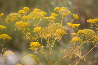 Taze dereotu (Anethum graveolens) sebze yatağında yetişir. Yıllık bitki, Apiaceae ailesi. Taze otlar yetiştiriyoruz. Bahçedeki yeşil bitkiler, sağlıklı gıda üretmek için organik tarım.