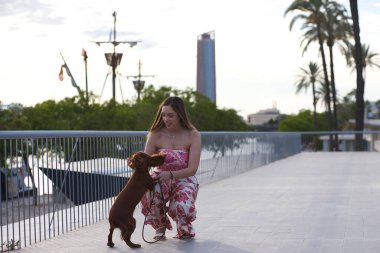 Sarışın, genç ve güzel İspanyol kadın İngiliz cocker spaniel köpeğiyle yürüyüşe çıkıyor. Kadın eğleniyor ve evcil hayvanıyla eğleniyor. 21 Temmuz, Uluslararası Köpek Günü