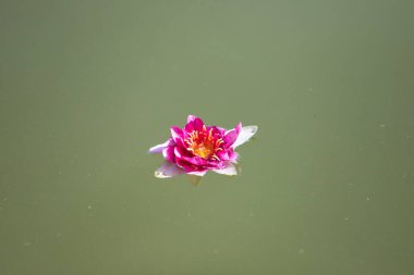 Göletteki nilüfer çiçeği. Pembe nilüfer çiçeği suda yüzüyor.