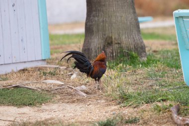 Domestic fowl on the farm. male stallion breeds hens clipart