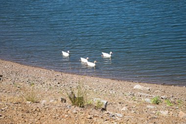 Sevilla, Endülüs, İspanya 'daki doğal parkın mavi gölünde yüzen dört beyaz ördek.