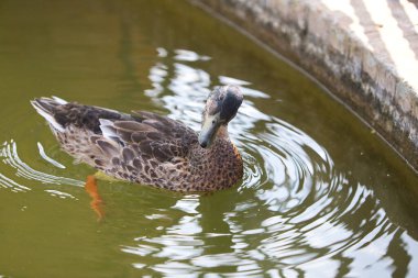 Mutlu ördek gölette yüzüyor ve kameraya bakıyor. Konsept korunmuş ve nesli tükenmekte olan göçmen kuşlar