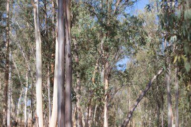 Sevilla, Endülüs, İspanya 'da bir okaliptüs ormanı. Bu ağaçların hayatta kalması için çok suya ihtiyacı var.