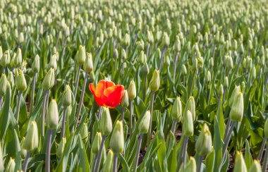 Hollanda 'da yeşil lale tarlasında kırmızı lale