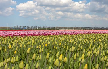 Hollanda, Hollanda 'da baharda güneşli bir tarlada laleler