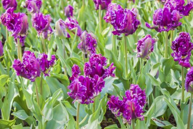 Bahar bahçesinde açan güzel mor laleler