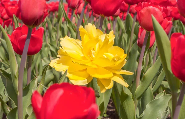 Renkli lale çiçekleri kapanıyor. Kırmızılar arasında sarı bir lale.
