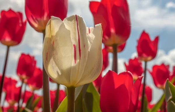 Laleler yakın plan. Kırmızılar arasında beyaz bir lale Baharda Gerden tarlasında.