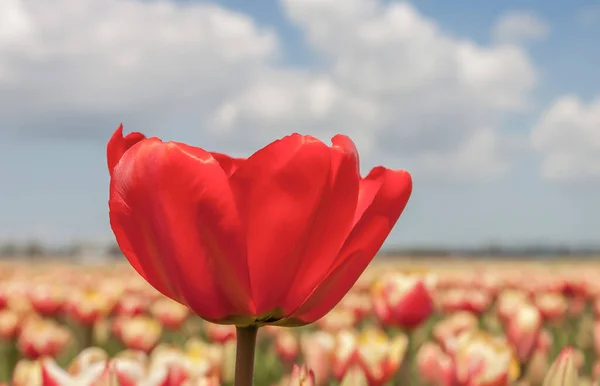 İlkbaharda lale tarlası, kapatın.