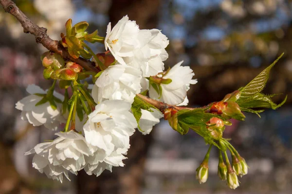 İlkbaharda güzel kiraz çiçekleri, seçici odak, bulanık arkaplan,