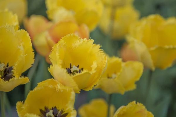 Yellow Tulips Garden Selective Focus Nature — Stock Photo, Image