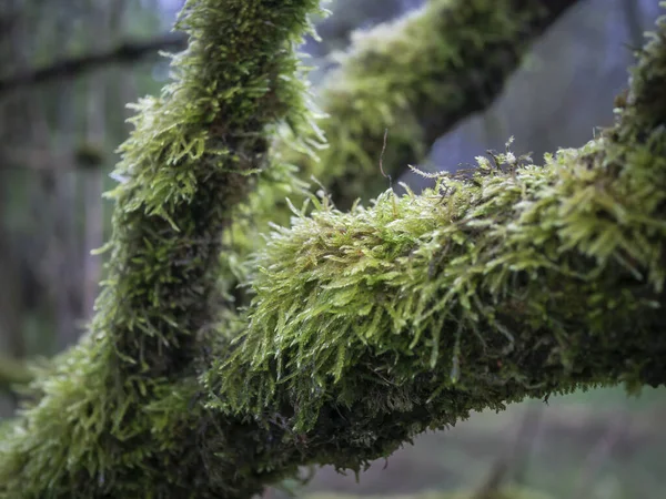Зеленый Мох Ветке Дерева Лесу Мелкая Глубина Резкости — стоковое фото