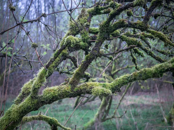 Strom Mossy Větví Lese Mělká Hloubka Pole — Stock fotografie
