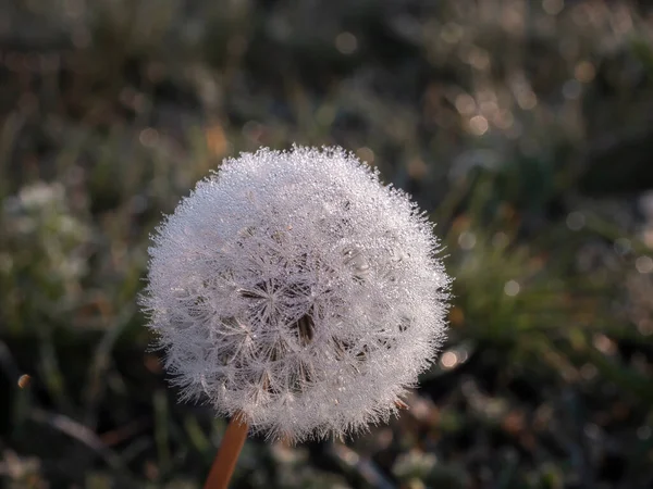 午前中に霜で覆われたタンポポの種 — ストック写真