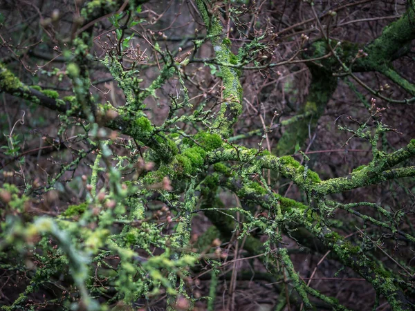 森の中の木の枝に緑の苔 選択的焦点 — ストック写真