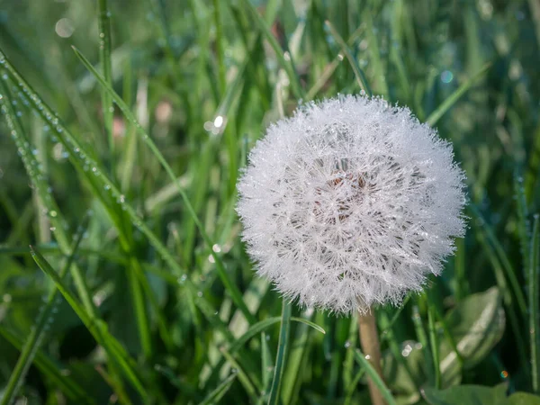 Dandelion Flower Dew Drops Green Grass — Stock Photo, Image