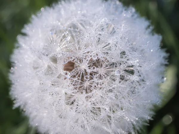 Dandelion Seeds Dew Drops Close Macro Photography — Stock Photo, Image