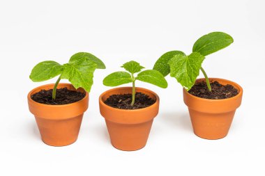 Beyaz arka planda bir tencerede üç salatalık tohumu.