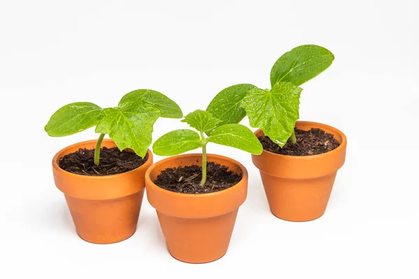 Beyaz arka planda izole edilmiş terracotta saksılarında büyüyen salatalık fideleri.