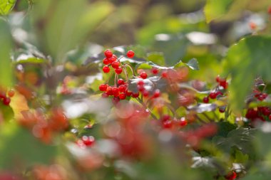 Bahçedeki bir dalda kırmızı viburnum çilekleri. Seçici odak.