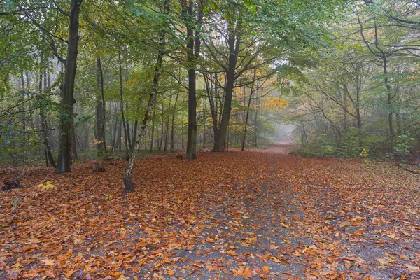Sisli bir sabahta sonbahar ormanı. Yerde renkli yapraklar.