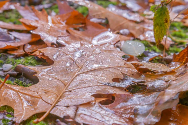 Padlé Podzimní Dubové Listy Zemi Kapkami Deště — Stock fotografie