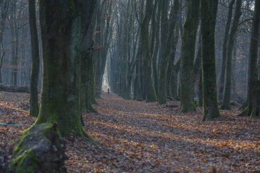 Ormandaki ağaçların sonbahar manzarası