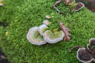 Yosun üzerindeki bir mantarı kapat.