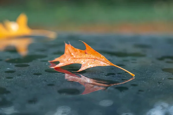Podzimní Javorový List Kapkách Deště Ležících Černém Reflexním Povrchu — Stock fotografie