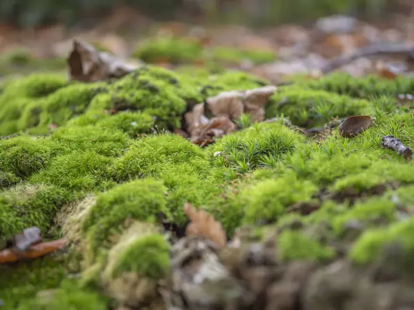 森林中绿色苔藓的近景 — 图库照片