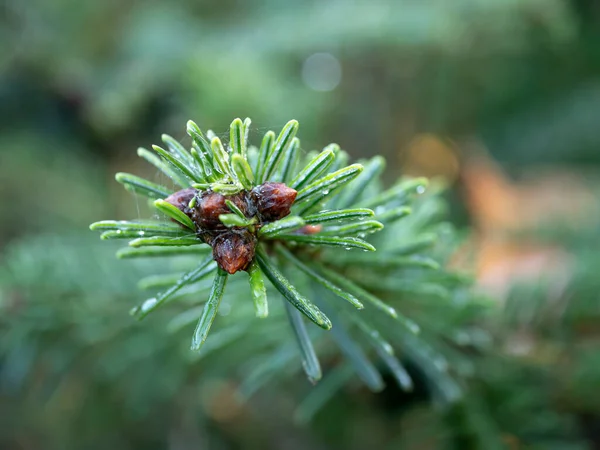 Close Pine Cone Green Needles Dew Drops — Stock Photo, Image