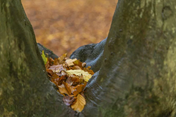 Padlé Listí Stromě Podzimním Lese Selektivní Zaměření — Stock fotografie