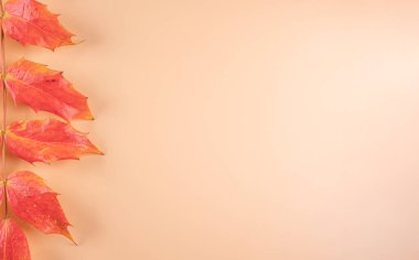 Sonbahar kompozisyonu. Bej arkaplanda fotokopi alanı olan turuncu yapraklar. Yukarıdan bak. Düz Düzen. 